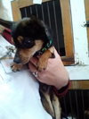 Brady