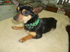 Brady