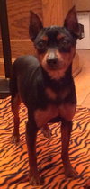 Martin-min pin