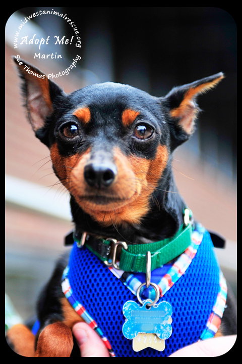Martin-min pin
