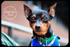 Martin-min pin