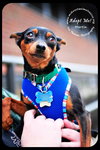 Martin-min pin