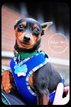 Martin-min pin