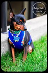 Martin-min pin