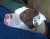 Rosie