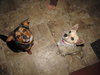 Bonnie