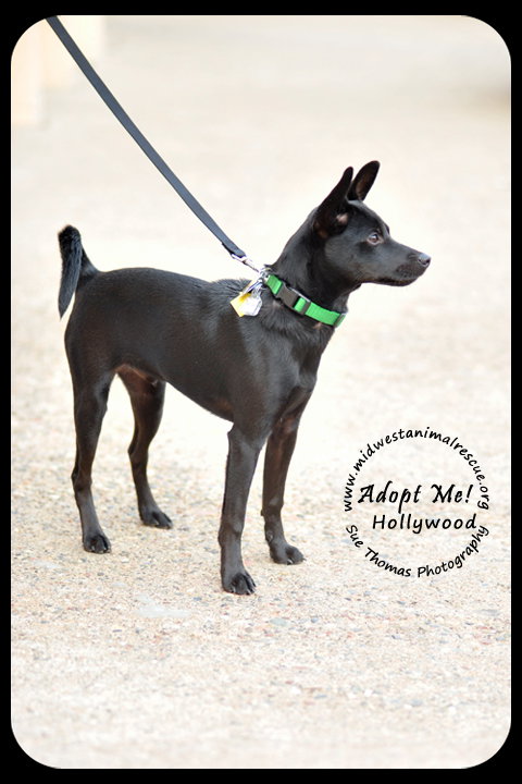 Hollywood-Pup