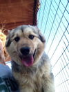 Keela - *URGENT* Foster Needed
