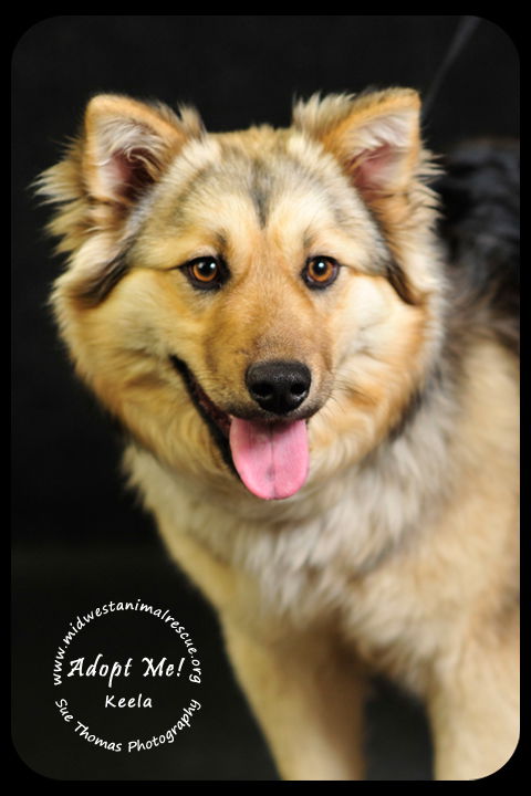 Keela - *URGENT* Foster Needed