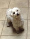 Millie
