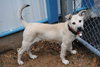 Crimson *URGENT* Foster Needed!