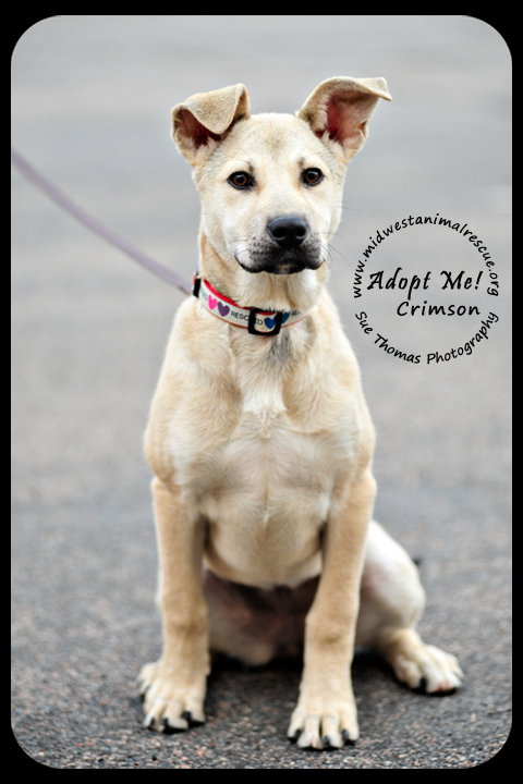 Crimson *URGENT* Foster Needed!