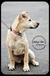 Crimson *URGENT* Foster Needed!