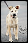 Crimson *URGENT* Foster Needed!