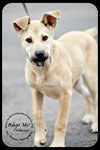Crimson *URGENT* Foster Needed!
