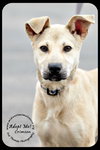 Crimson *URGENT* Foster Needed!