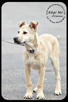 Crimson *URGENT* Foster Needed!