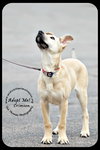 Crimson *URGENT* Foster Needed!