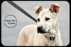 Crimson *URGENT* Foster Needed!
