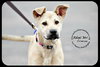 Crimson *URGENT* Foster Needed!