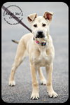 Crimson *URGENT* Foster Needed!