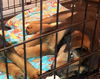 Greka *Foster Needed*