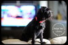 Lindsay puppy