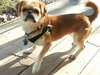 Spanky