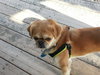 Spanky