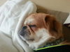 Spanky