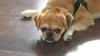 Spanky