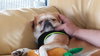 Spanky