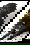 Friddy