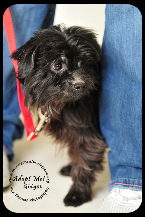 Gidget