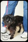 Gidget