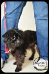 Gidget