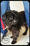 Gidget