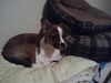 Bandit Puppy
