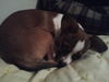 Bandit Puppy
