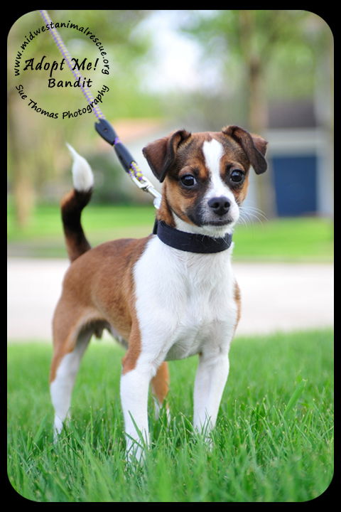 Bandit Puppy