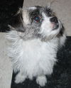 Cammie