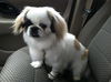 Gracie Puppy