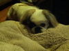 Gracie Puppy