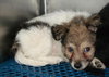 Snuggle Puppy