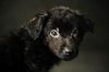 Stevie- Puppy