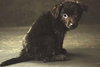 Stevie- Puppy