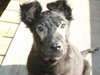 Stevie- Puppy