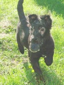 Stevie- Puppy