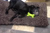 Stevie- Puppy