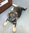 Sarge